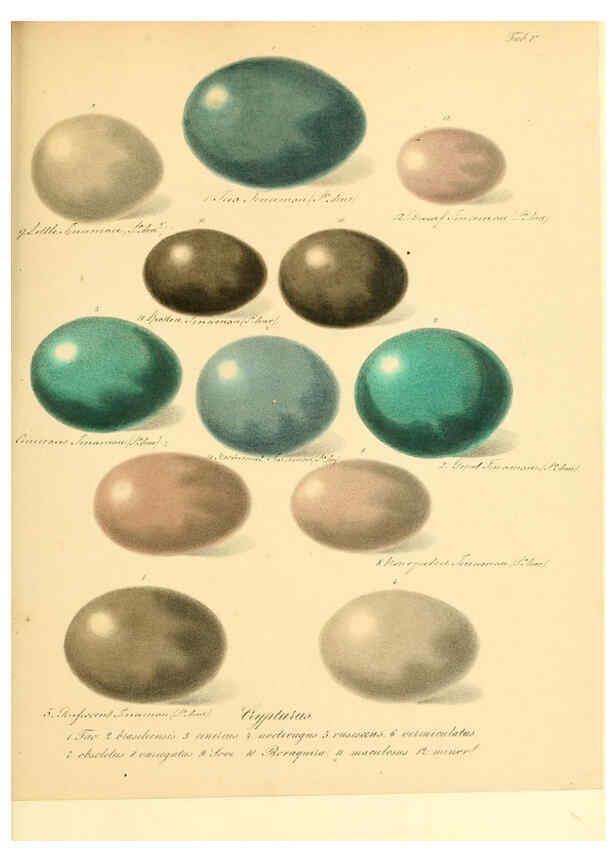 Reproducción/Reproduction 6106182036: Zur Fortpflanzungsgeschichte der gesammten Vögel Dresden,[1856?]