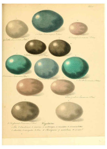 Reproducción/Reproduction 6106182036: Zur Fortpflanzungsgeschichte der gesammten Vögel Dresden,[1856?]