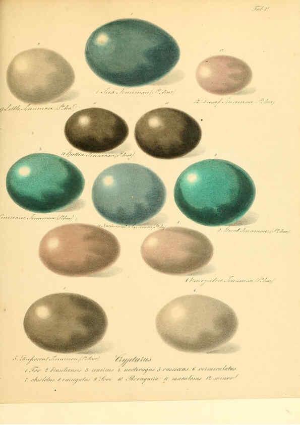 Reproducción/Reproduction 6106182036: Zur Fortpflanzungsgeschichte der gesammten Vögel Dresden,[1856?]
