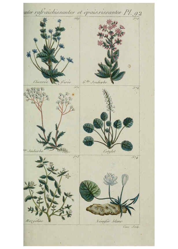 Reproducción/Reproduction 6104012296: Plantes usuelles, indigènes et exotiques Paris :Duprat-Duverger,1809