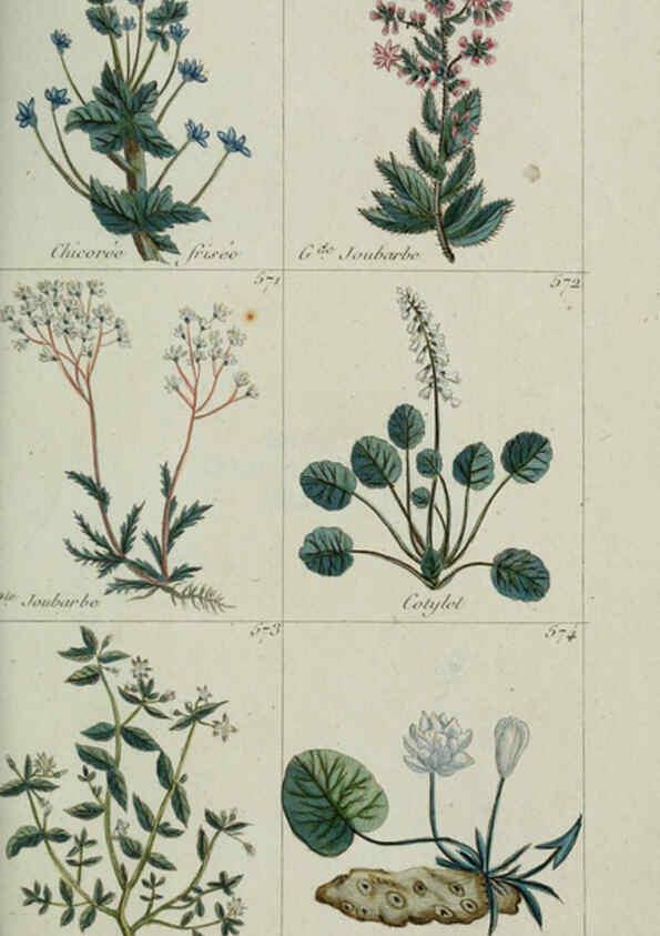 Reproducción/Reproduction 6104012296: Plantes usuelles, indigènes et exotiques Paris :Duprat-Duverger,1809
