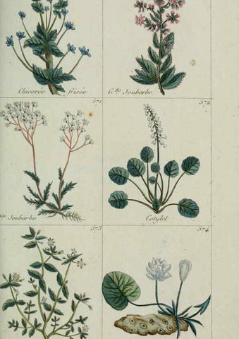 Reproducción/Reproduction 6104012296: Plantes usuelles, indigènes et exotiques Paris :Duprat-Duverger,1809