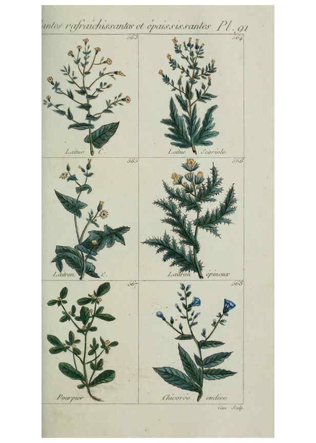 Reproducción/Reproduction 6104012090: Plantes usuelles, indigènes et exotiques Paris :Duprat-Duverger,1809