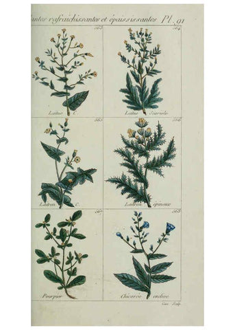 Reproducción/Reproduction 6104012090: Plantes usuelles, indigènes et exotiques Paris :Duprat-Duverger,1809