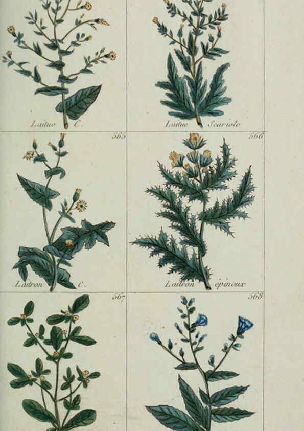 Reproducción/Reproduction 6104012090: Plantes usuelles, indigènes et exotiques Paris :Duprat-Duverger,1809