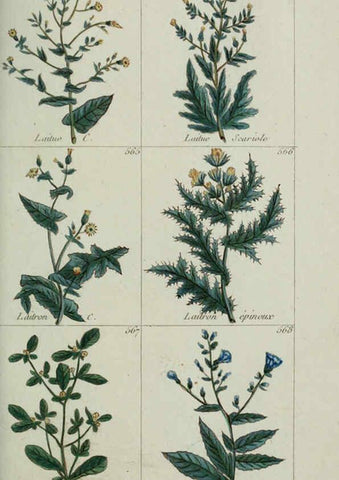 Reproducción/Reproduction 6104012090: Plantes usuelles, indigènes et exotiques Paris :Duprat-Duverger,1809