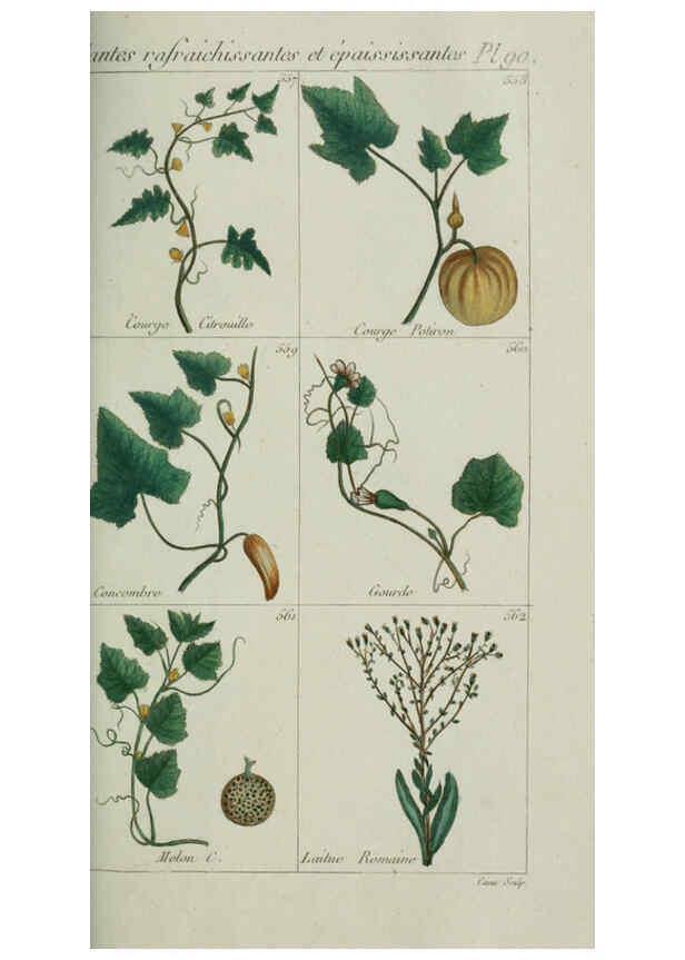 Reproducción/Reproduction 6104011786: Plantes usuelles, indigènes et exotiques Paris :Duprat-Duverger,1809