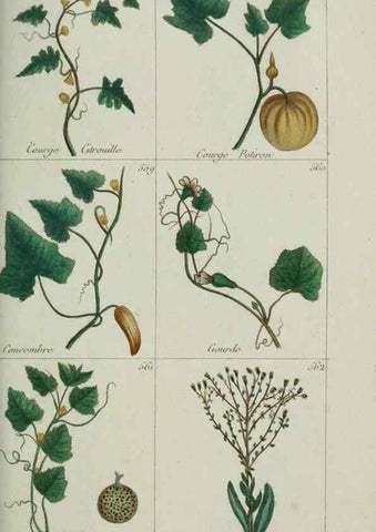 Reproducción/Reproduction 6104011786: Plantes usuelles, indigènes et exotiques Paris :Duprat-Duverger,1809