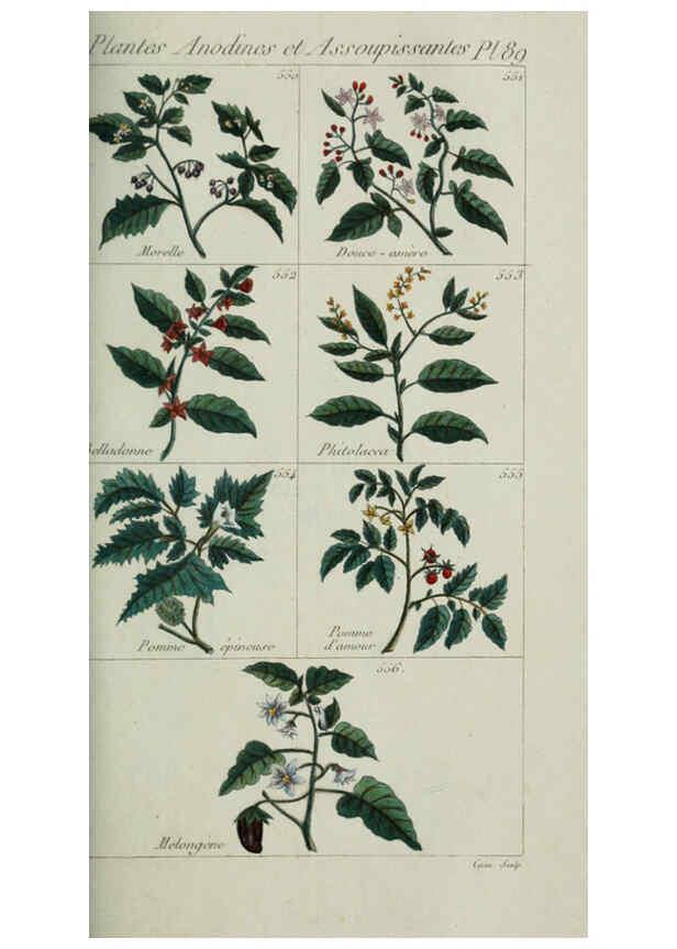 Reproducción/Reproduction 6103464697: Plantes usuelles, indigènes et exotiques Paris :Duprat-Duverger,1809