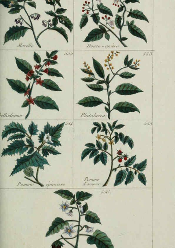 Reproducción/Reproduction 6103464697: Plantes usuelles, indigènes et exotiques Paris :Duprat-Duverger,1809