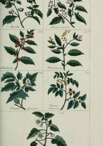 Reproducción/Reproduction 6103464697: Plantes usuelles, indigènes et exotiques Paris :Duprat-Duverger,1809