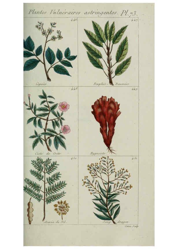 Reproducción/Reproduction 6103460241: Plantes usuelles, indigènes et exotiques Paris :Duprat-Duverger,1809