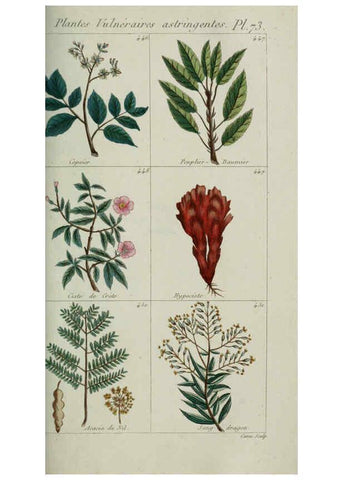 Reproducción/Reproduction 6103460241: Plantes usuelles, indigènes et exotiques Paris :Duprat-Duverger,1809