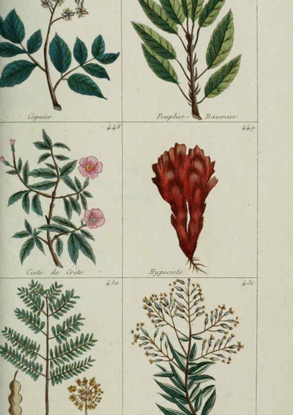 Reproducción/Reproduction 6103460241: Plantes usuelles, indigènes et exotiques Paris :Duprat-Duverger,1809