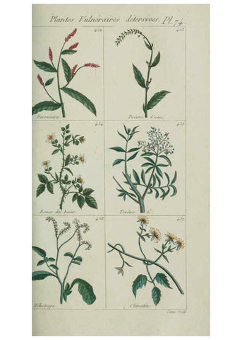 Reproducción/Reproduction 6104007570: Plantes usuelles, indigènes et exotiques Paris :Duprat-Duverger,1809