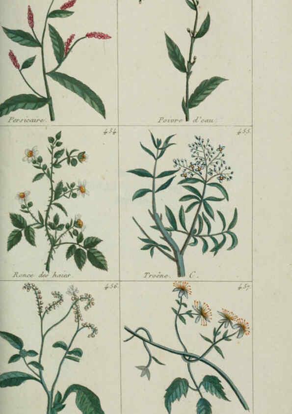 Reproducción/Reproduction 6104007570: Plantes usuelles, indigènes et exotiques Paris :Duprat-Duverger,1809