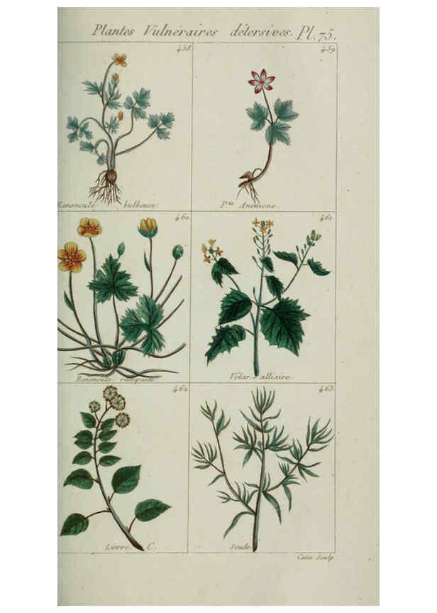 Reproducción/Reproduction 6103460677: Plantes usuelles, indigènes et exotiques Paris :Duprat-Duverger,1809