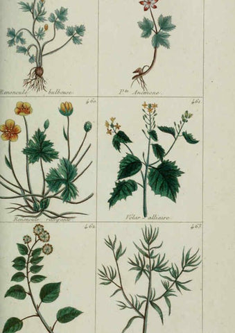 Reproducción/Reproduction 6103460677: Plantes usuelles, indigènes et exotiques Paris :Duprat-Duverger,1809