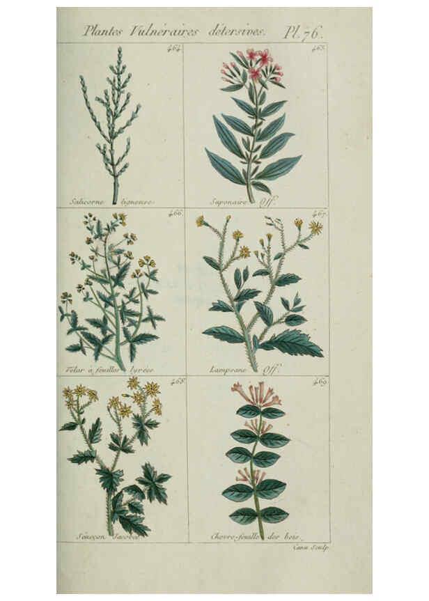 Reproducción/Reproduction 6104008002: Plantes usuelles, indigènes et exotiques Paris :Duprat-Duverger,1809