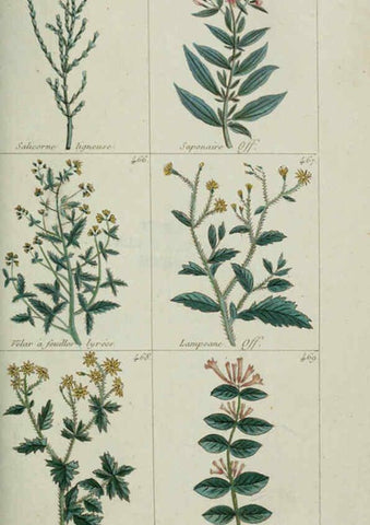 Reproducción/Reproduction 6104008002: Plantes usuelles, indigènes et exotiques Paris :Duprat-Duverger,1809