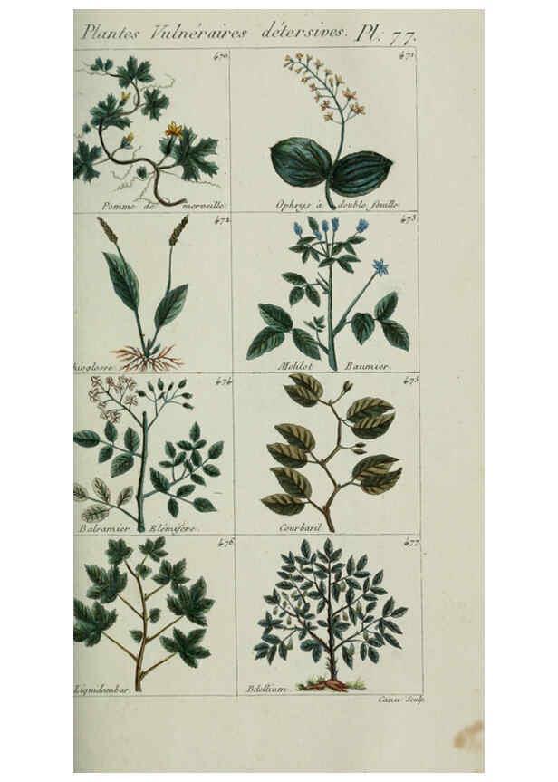 Reproducción/Reproduction 6104008298: Plantes usuelles, indigènes et exotiques Paris :Duprat-Duverger,1809