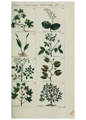 Reproducción/Reproduction 6104008298: Plantes usuelles, indigènes et exotiques Paris :Duprat-Duverger,1809