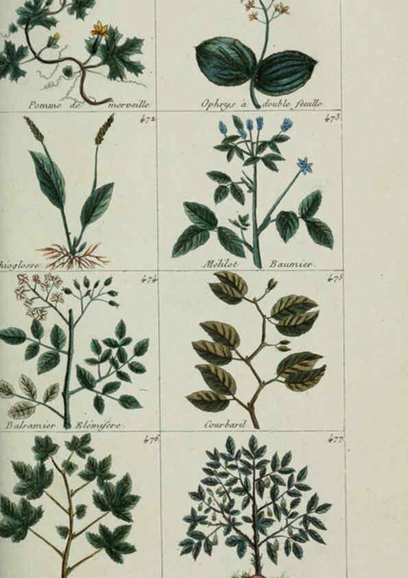 Reproducción/Reproduction 6104008298: Plantes usuelles, indigènes et exotiques Paris :Duprat-Duverger,1809