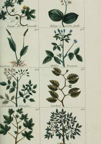 Reproducción/Reproduction 6104008298: Plantes usuelles, indigènes et exotiques Paris :Duprat-Duverger,1809