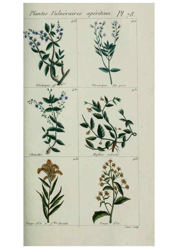 Reproducción/Reproduction 6104008546: Plantes usuelles, indigènes et exotiques Paris :Duprat-Duverger,1809