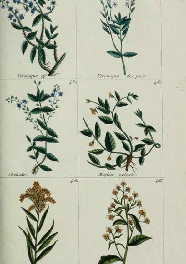 Reproducción/Reproduction 6104008546: Plantes usuelles, indigènes et exotiques Paris :Duprat-Duverger,1809