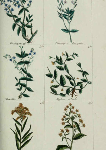 Reproducción/Reproduction 6104008546: Plantes usuelles, indigènes et exotiques Paris :Duprat-Duverger,1809