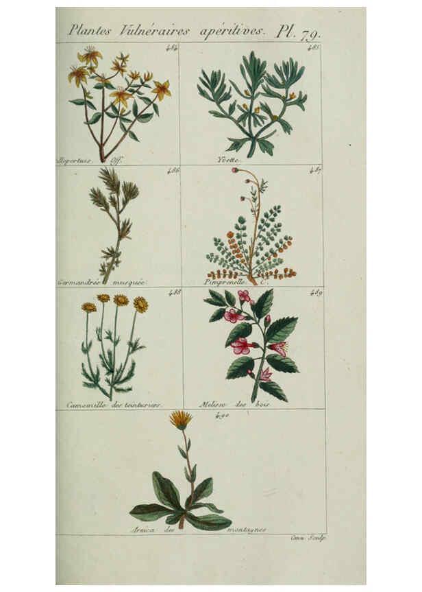 Reproducción/Reproduction 6103461789: Plantes usuelles, indigènes et exotiques Paris :Duprat-Duverger,1809