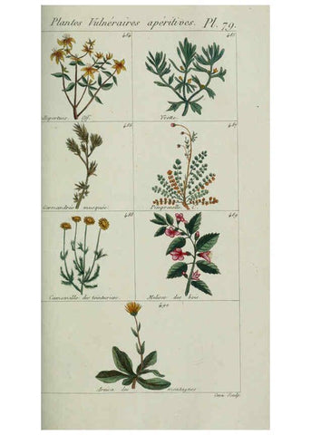 Reproducción/Reproduction 6103461789: Plantes usuelles, indigènes et exotiques Paris :Duprat-Duverger,1809