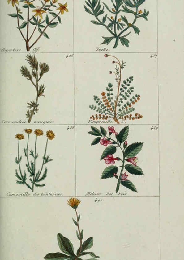 Reproducción/Reproduction 6103461789: Plantes usuelles, indigènes et exotiques Paris :Duprat-Duverger,1809