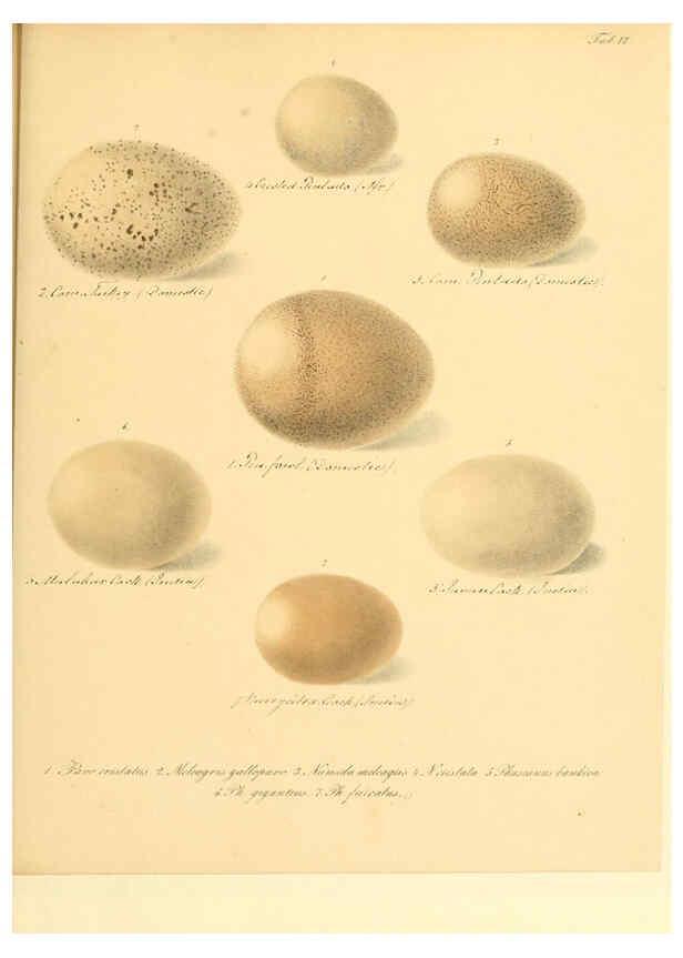 Reproducción/Reproduction 6105637763: Zur Fortpflanzungsgeschichte der gesammten Vögel Dresden,[1856?]