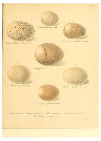 Reproducción/Reproduction 6105637763: Zur Fortpflanzungsgeschichte der gesammten Vögel Dresden,[1856?]