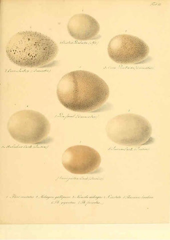 Reproducción/Reproduction 6105637763: Zur Fortpflanzungsgeschichte der gesammten Vögel Dresden,[1856?]