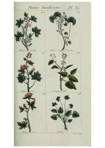 Reproducción/Reproduction 6104009124: Plantes usuelles, indigènes et exotiques Paris :Duprat-Duverger,1809