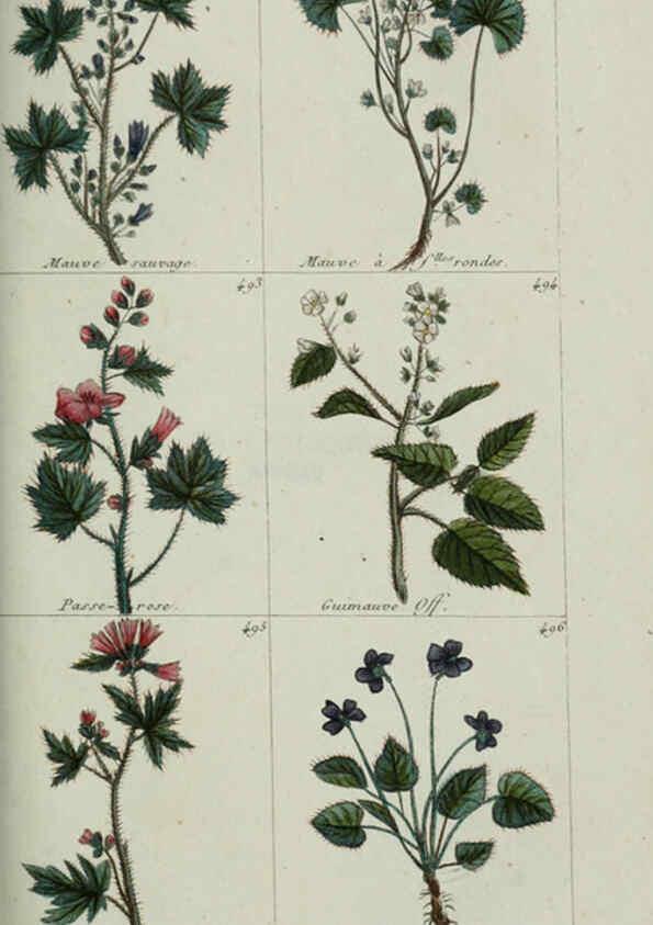 Reproducción/Reproduction 6104009124: Plantes usuelles, indigènes et exotiques Paris :Duprat-Duverger,1809