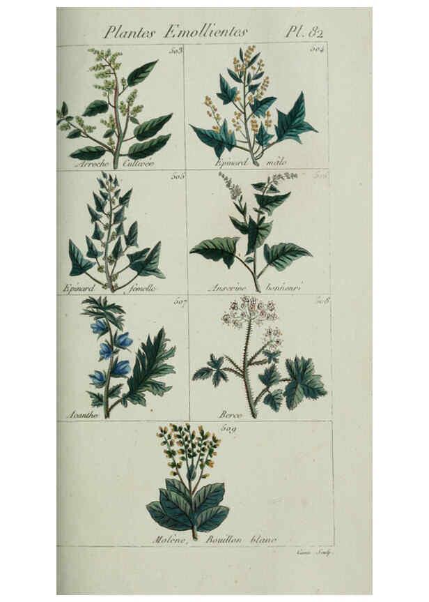 Reproducción/Reproduction 6103462689: Plantes usuelles, indigènes et exotiques Paris :Duprat-Duverger,1809