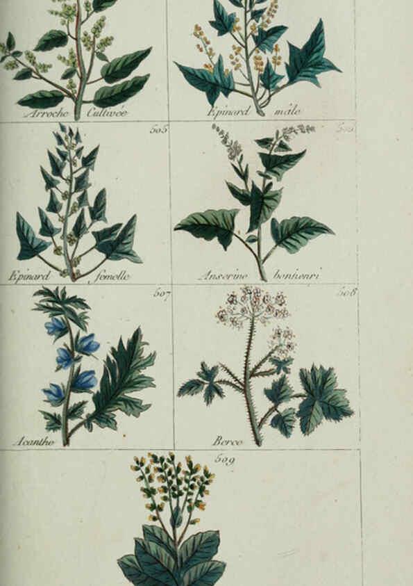 Reproducción/Reproduction 6103462689: Plantes usuelles, indigènes et exotiques Paris :Duprat-Duverger,1809