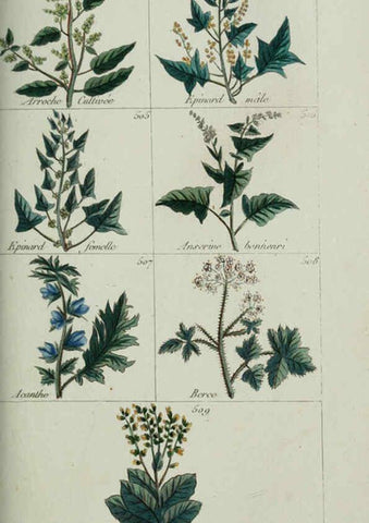 Reproducción/Reproduction 6103462689: Plantes usuelles, indigènes et exotiques Paris :Duprat-Duverger,1809
