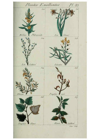 Reproducción/Reproduction 6104009766: Plantes usuelles, indigènes et exotiques Paris :Duprat-Duverger,1809