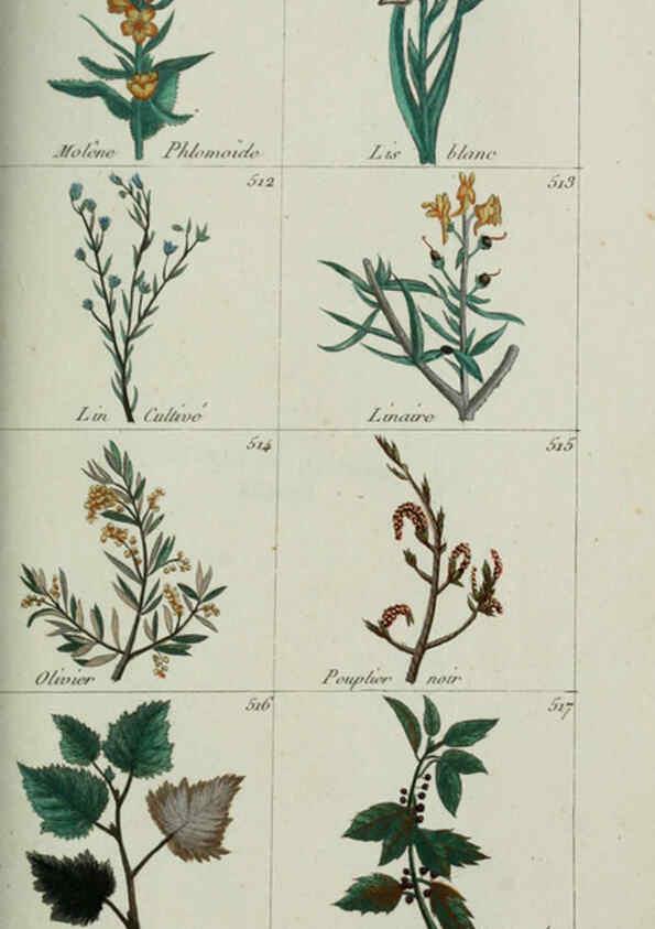 Reproducción/Reproduction 6104009766: Plantes usuelles, indigènes et exotiques Paris :Duprat-Duverger,1809