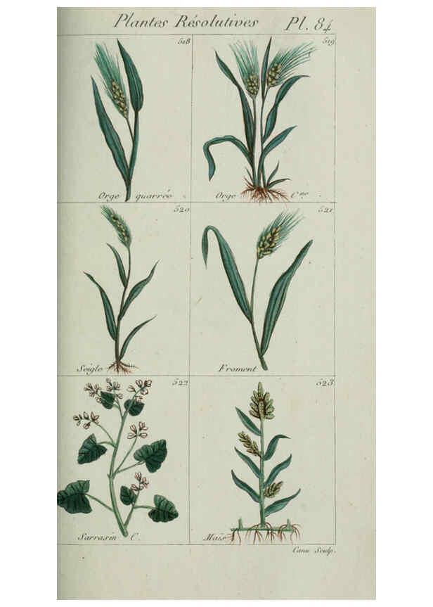 Reproducción/Reproduction 6103463251: Plantes usuelles, indigènes et exotiques Paris :Duprat-Duverger,1809