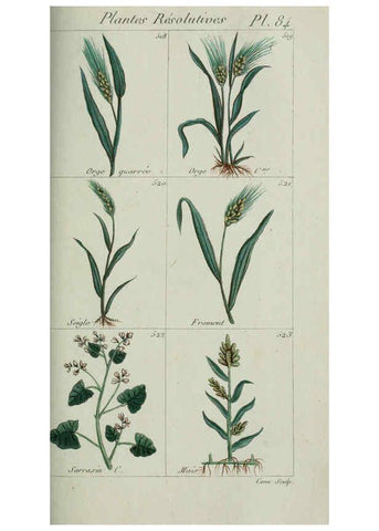 Reproducción/Reproduction 6103463251: Plantes usuelles, indigènes et exotiques Paris :Duprat-Duverger,1809
