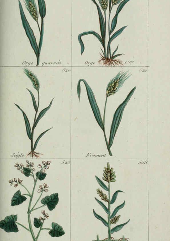 Reproducción/Reproduction 6103463251: Plantes usuelles, indigènes et exotiques Paris :Duprat-Duverger,1809