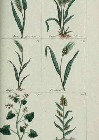 Reproducción/Reproduction 6103463251: Plantes usuelles, indigènes et exotiques Paris :Duprat-Duverger,1809