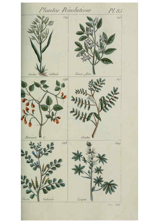 Reproducción/Reproduction 6104010312: Plantes usuelles, indigènes et exotiques Paris :Duprat-Duverger,1809
