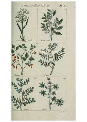 Reproducción/Reproduction 6104010312: Plantes usuelles, indigènes et exotiques Paris :Duprat-Duverger,1809